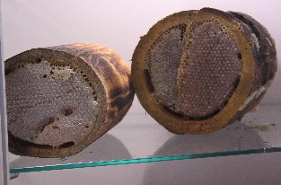 Kütük Karakovan